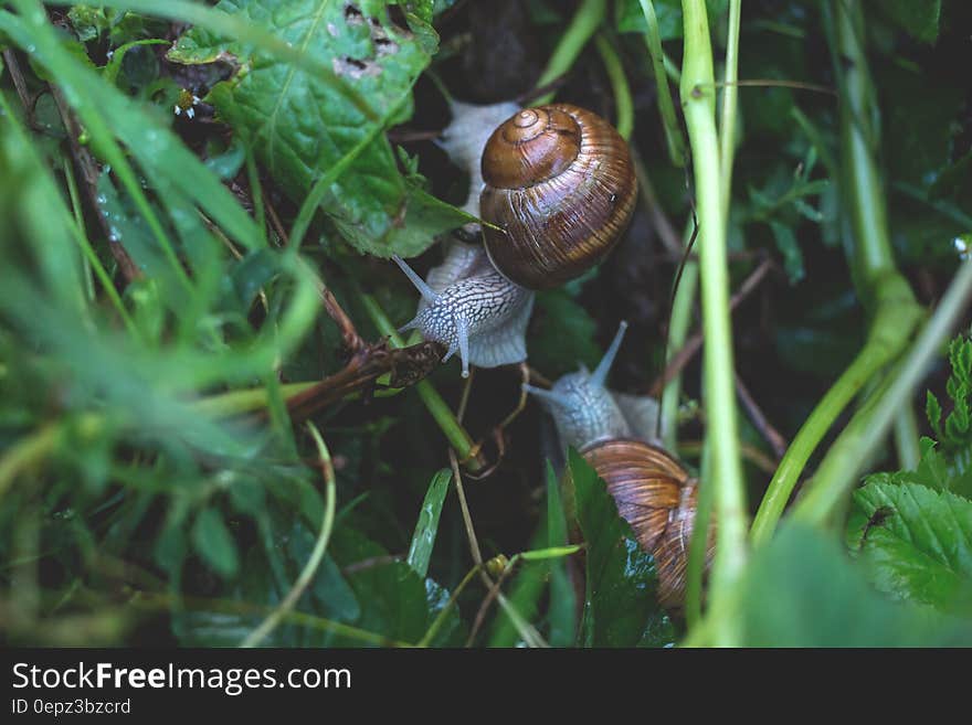 A group of snails on wet grass. A group of snails on wet grass.