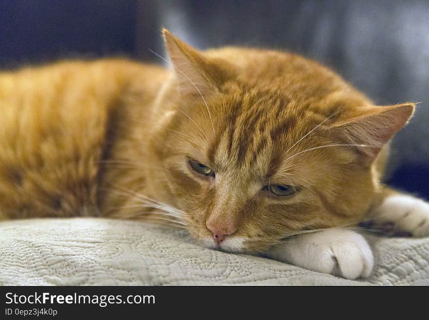 A ginger tabby cat resting. A ginger tabby cat resting.
