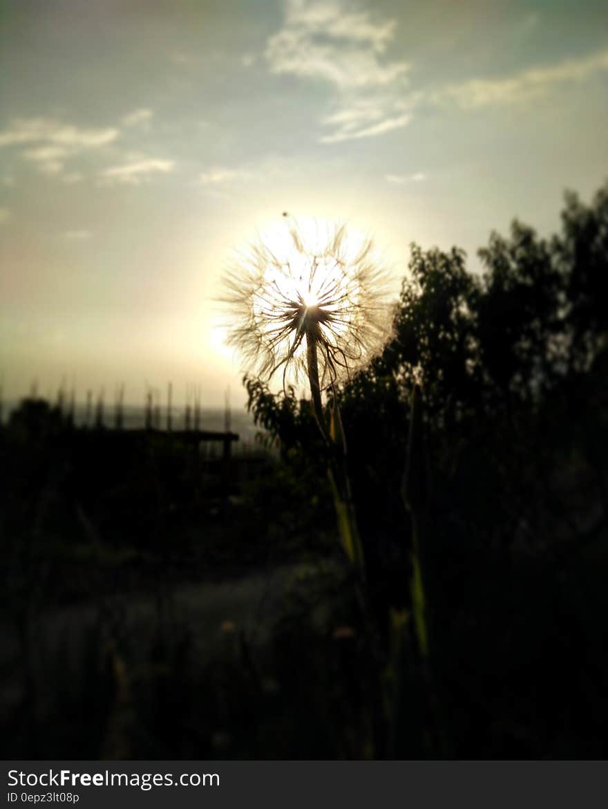 A dandelion flower with the sun setting behind it. A dandelion flower with the sun setting behind it.