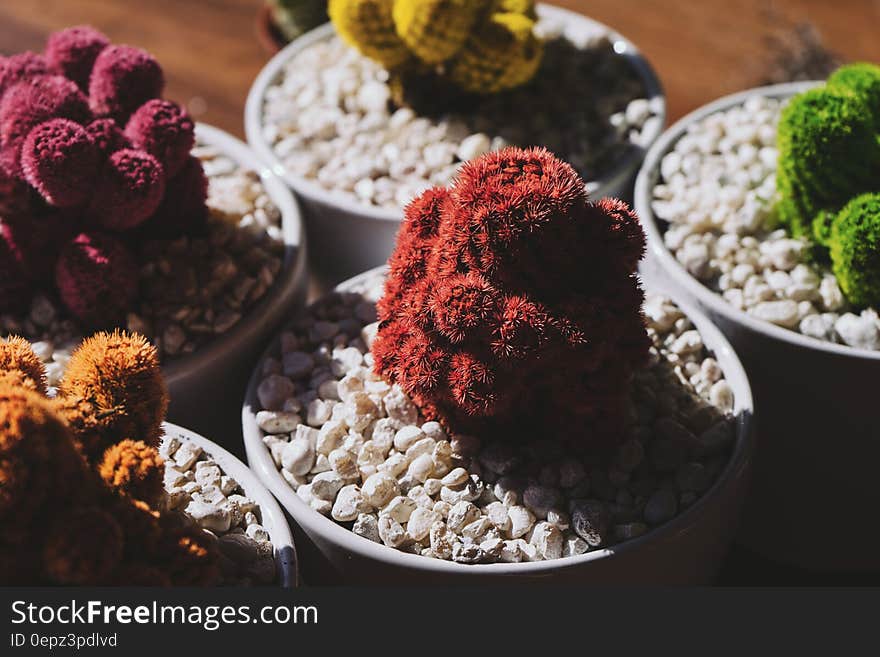 Pots of colorful cactus in white rocks. Pots of colorful cactus in white rocks.