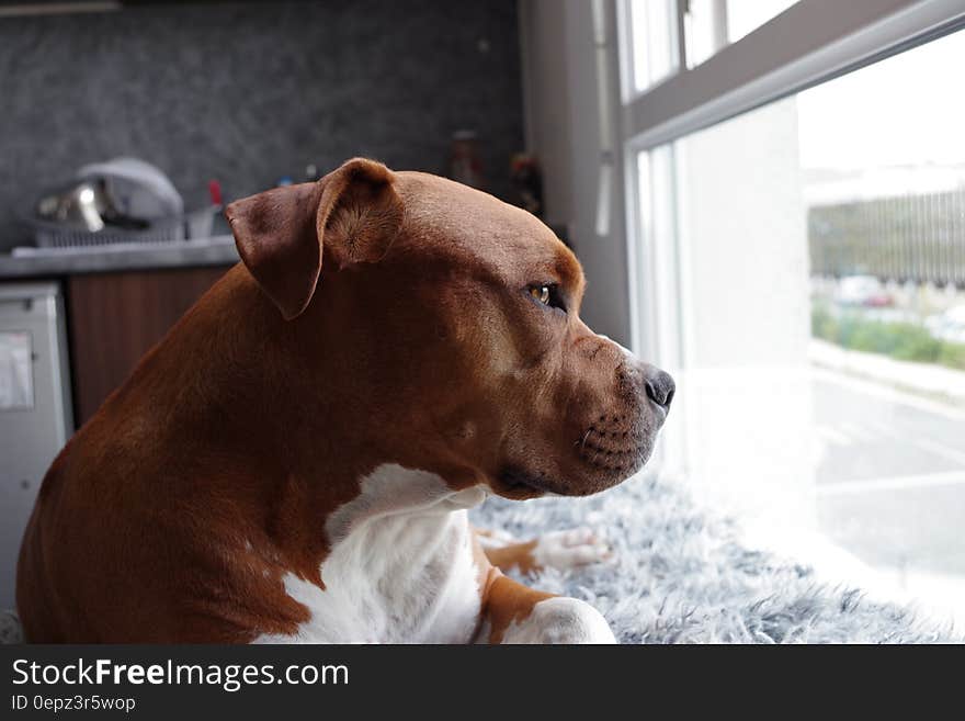 Portrait of brown dog sitting indoors next to sunny window. Portrait of brown dog sitting indoors next to sunny window.