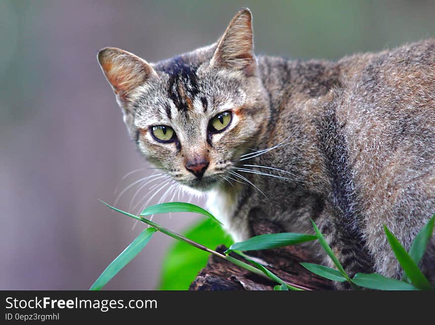 Portrait of grey domestic short haired cat in green leaves in sunny garden. Portrait of grey domestic short haired cat in green leaves in sunny garden.