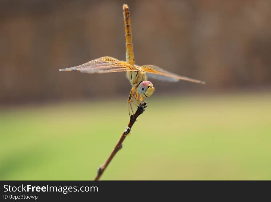 Orange dragonfly perched on branch on sunny day. Orange dragonfly perched on branch on sunny day.