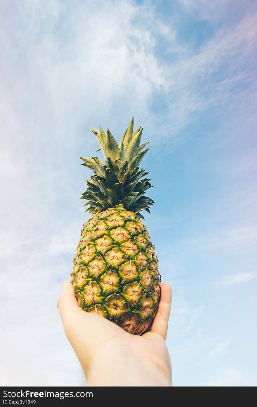 Hand holding fresh ripe whole pineapple against blue skies on sunny day. Hand holding fresh ripe whole pineapple against blue skies on sunny day.