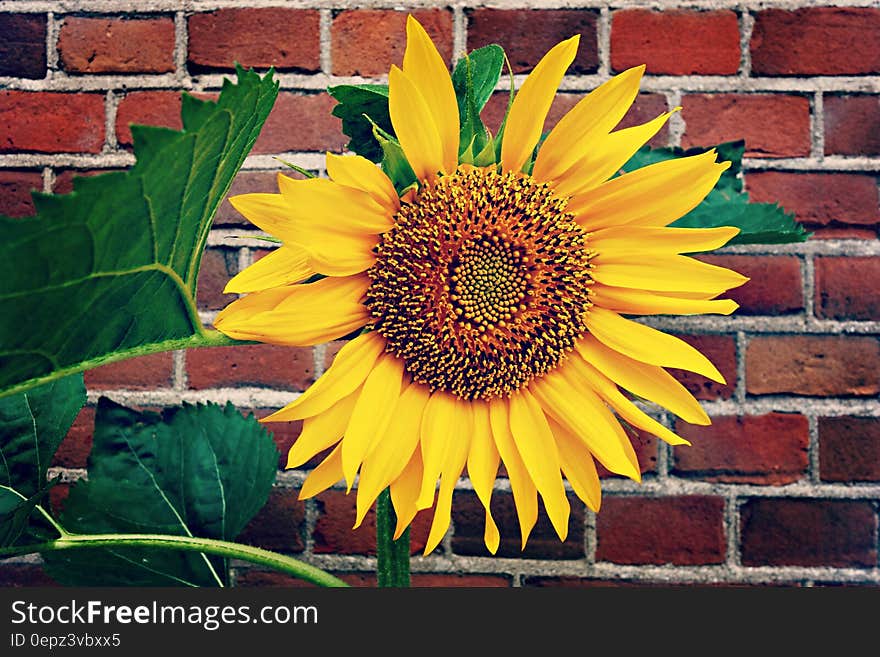 Sunflower bloom and leaves against brick wall. Sunflower bloom and leaves against brick wall.