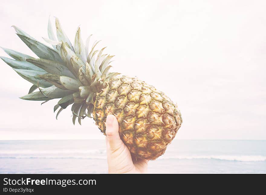 Hand holding fresh whole pineapple against beach on sunny day. Hand holding fresh whole pineapple against beach on sunny day.