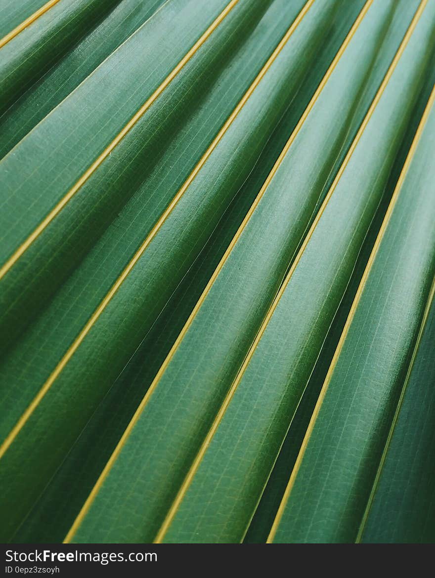 Abstract background of close up of green leaves. Abstract background of close up of green leaves.