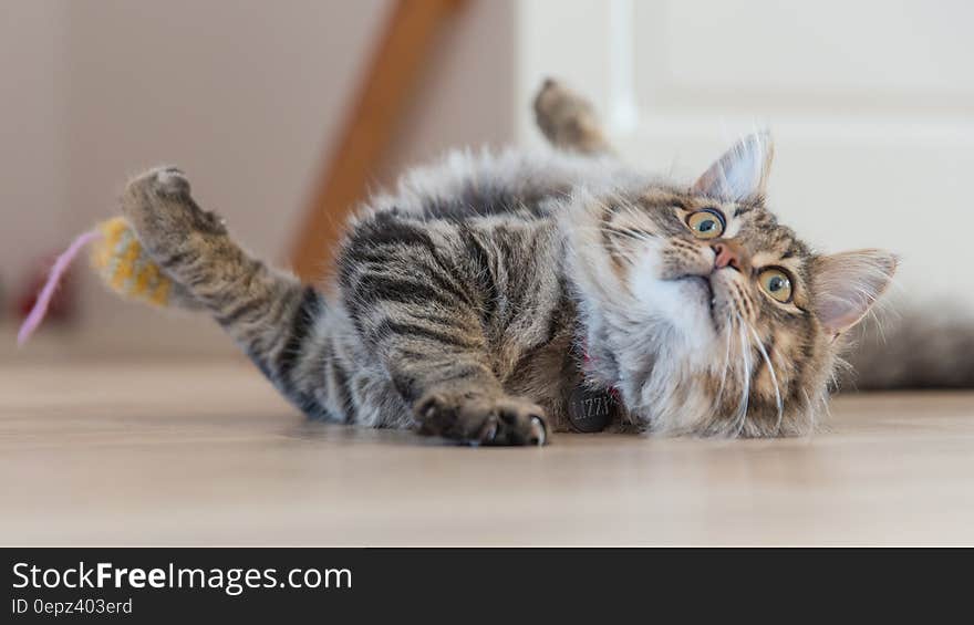 Portrait of domestic long haired cat playing on floor indoors. Portrait of domestic long haired cat playing on floor indoors.