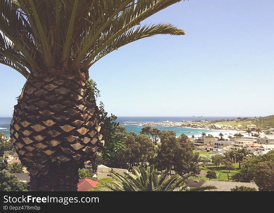 Palm tree top over coastline dotted with resorts on sunny day. Palm tree top over coastline dotted with resorts on sunny day.