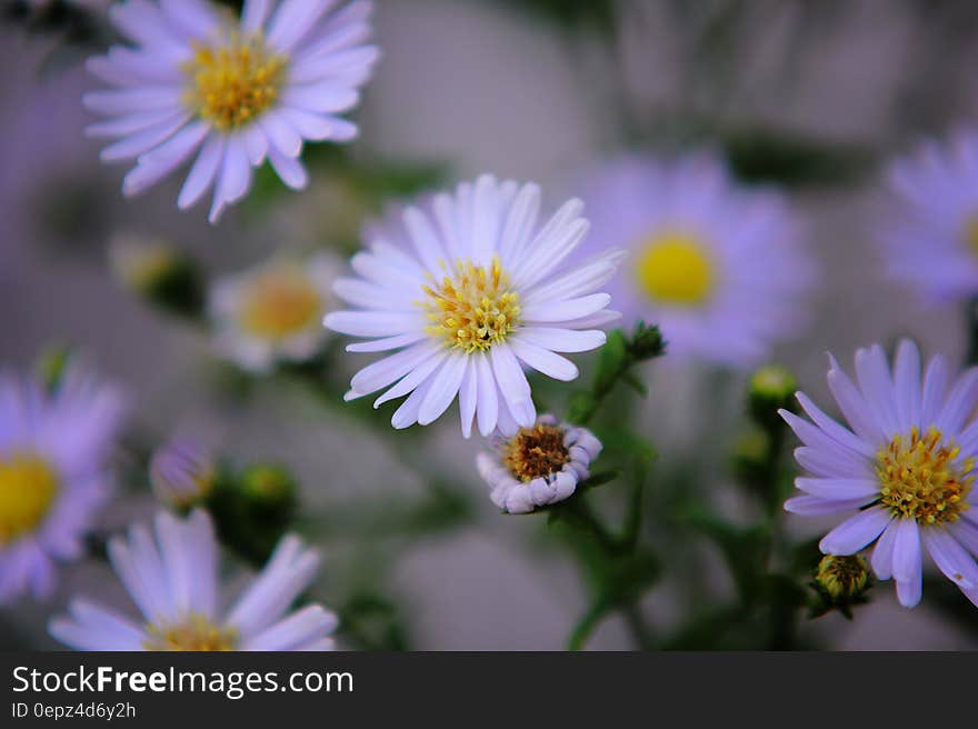 Close up of purple chamomile flowers in sunny garden.