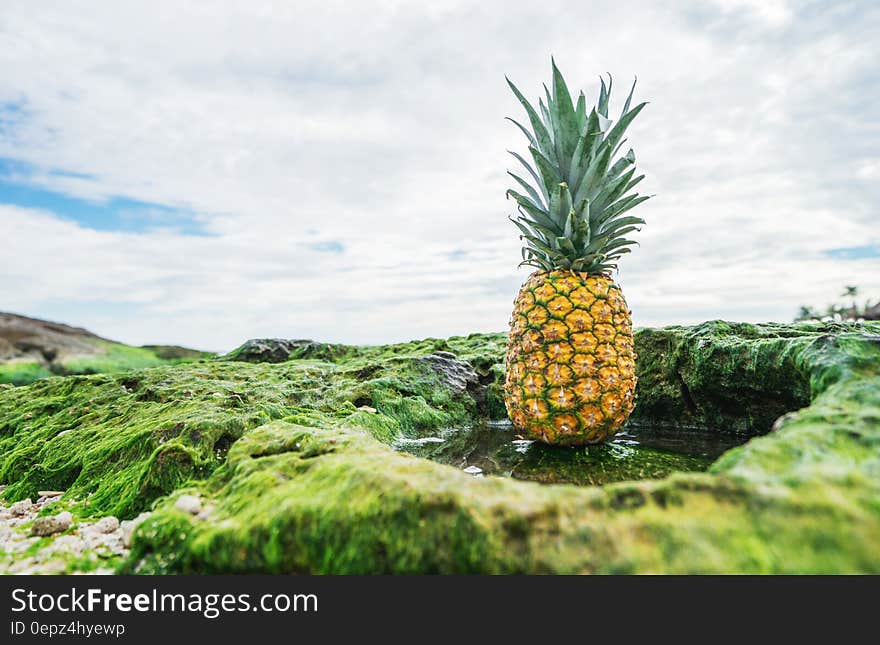 Pineapple in green field against blue skies with clouds.