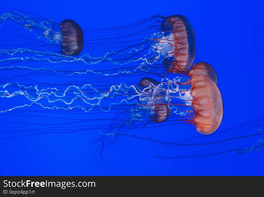 A swarm of jellyfish swimming in the sea. A swarm of jellyfish swimming in the sea.