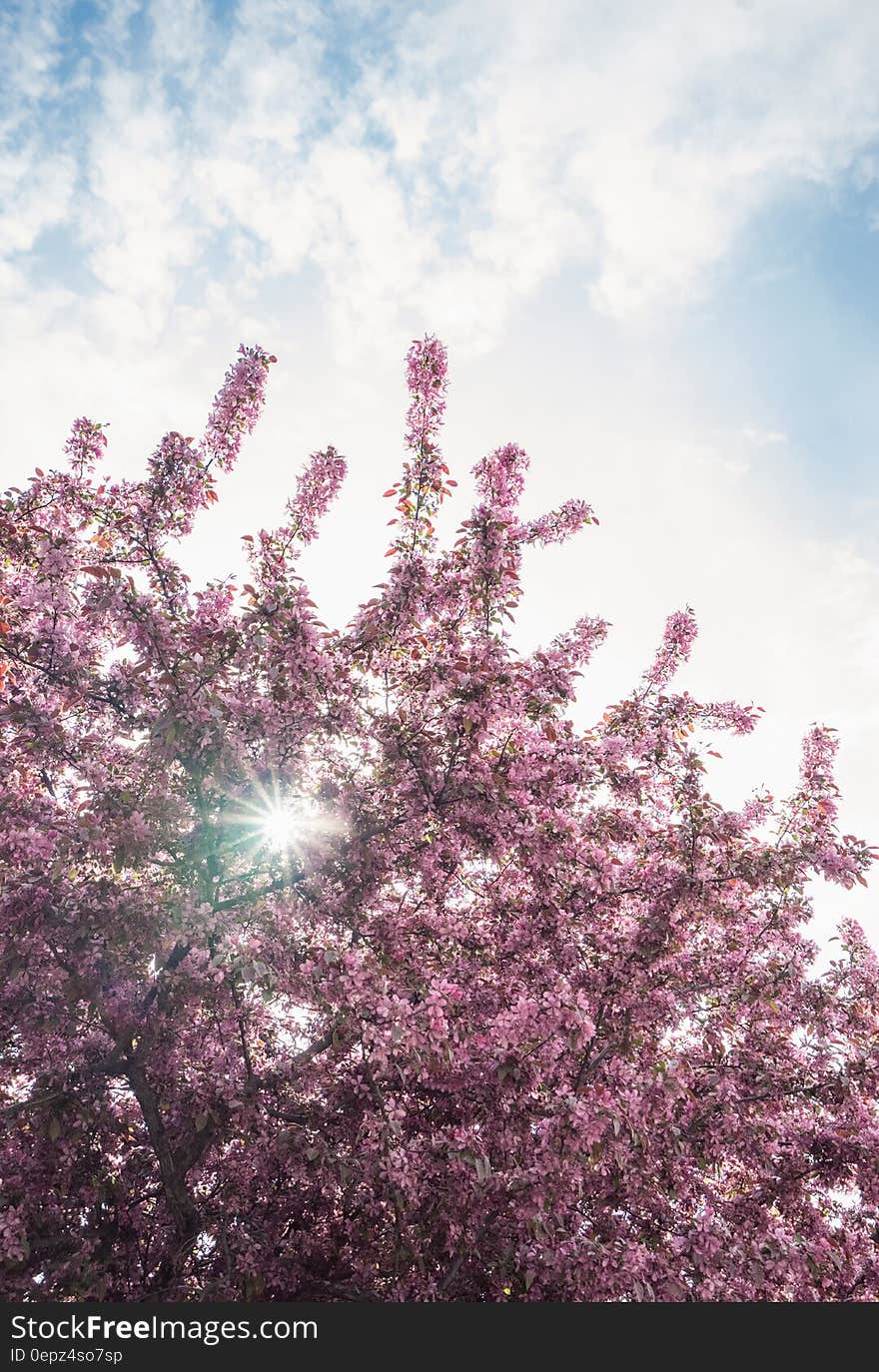 A tree full of red blossoms against the blue skies with white clouds. A tree full of red blossoms against the blue skies with white clouds.