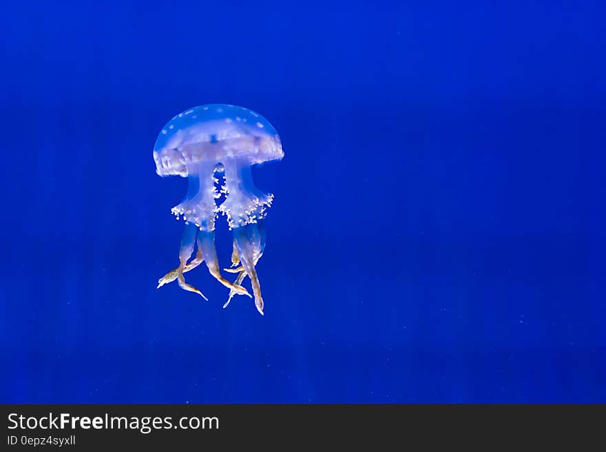 A white-spotted jellyfish swimming underwater.