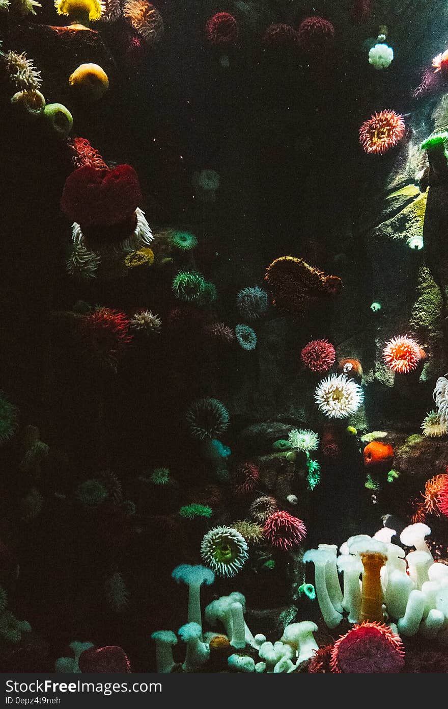 Colorful sea anemones underwater in the sea.