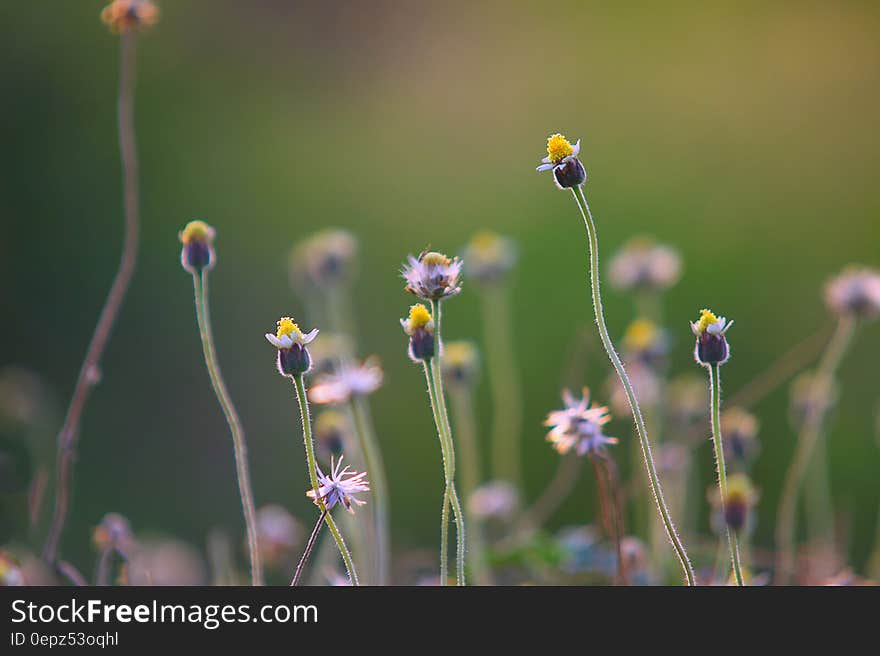 Selective Photography of Yellow and Purple Petal Flower