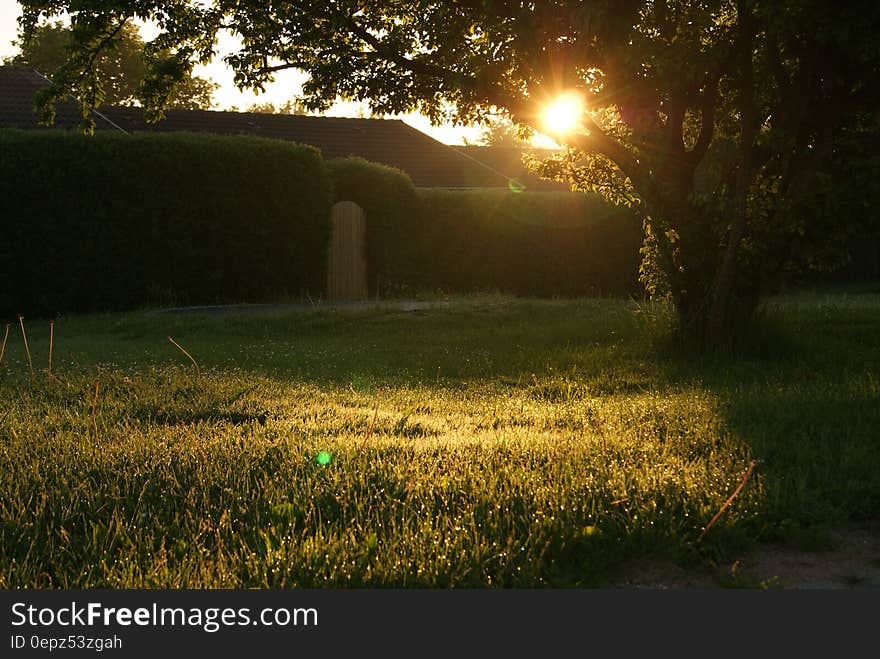 Sun setting behind trees in grassy backyard. Sun setting behind trees in grassy backyard.