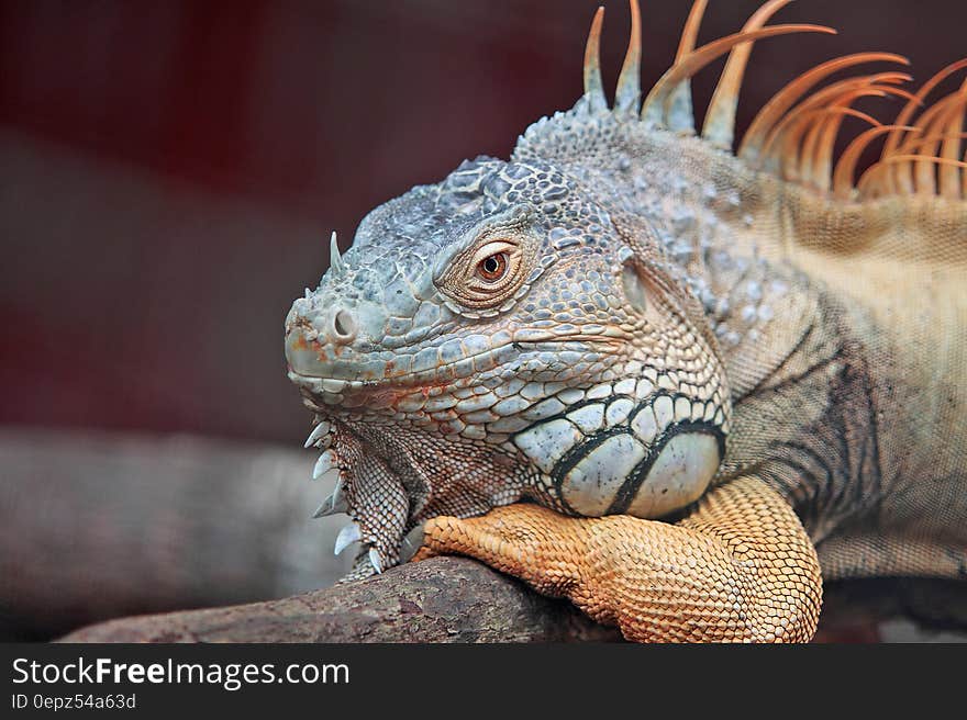 Portrait of iguana lizard on tree branch on sunny day. Portrait of iguana lizard on tree branch on sunny day.