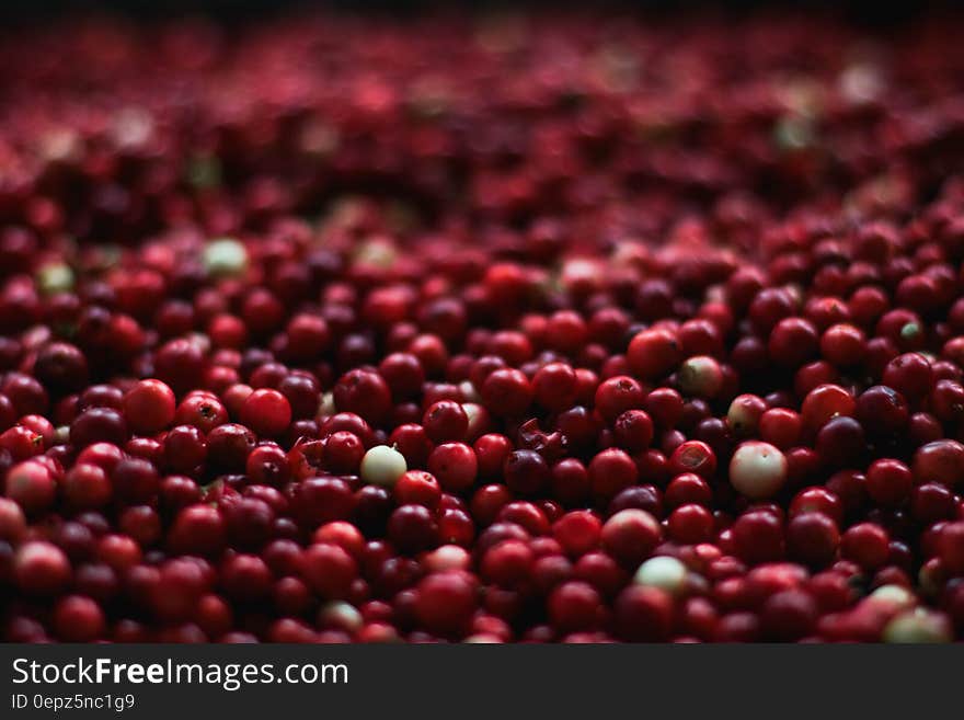 Harvested cranberries or lingonberries background.