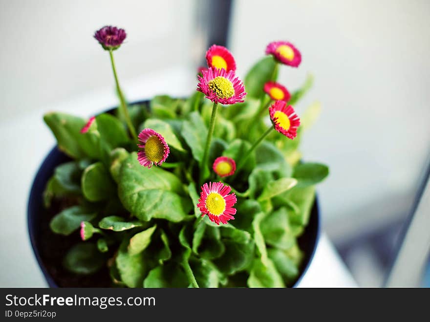 A close up of a flower pot with small red flowers.