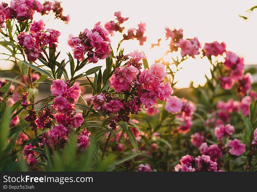 A Nerium oleander bush with blooming red flowers. A Nerium oleander bush with blooming red flowers.