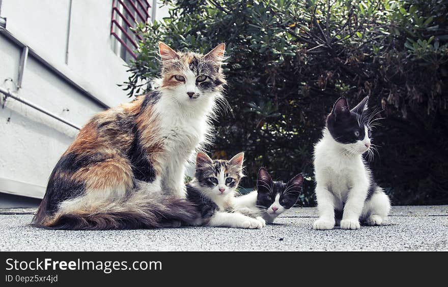 White and Black Long Fur Cat