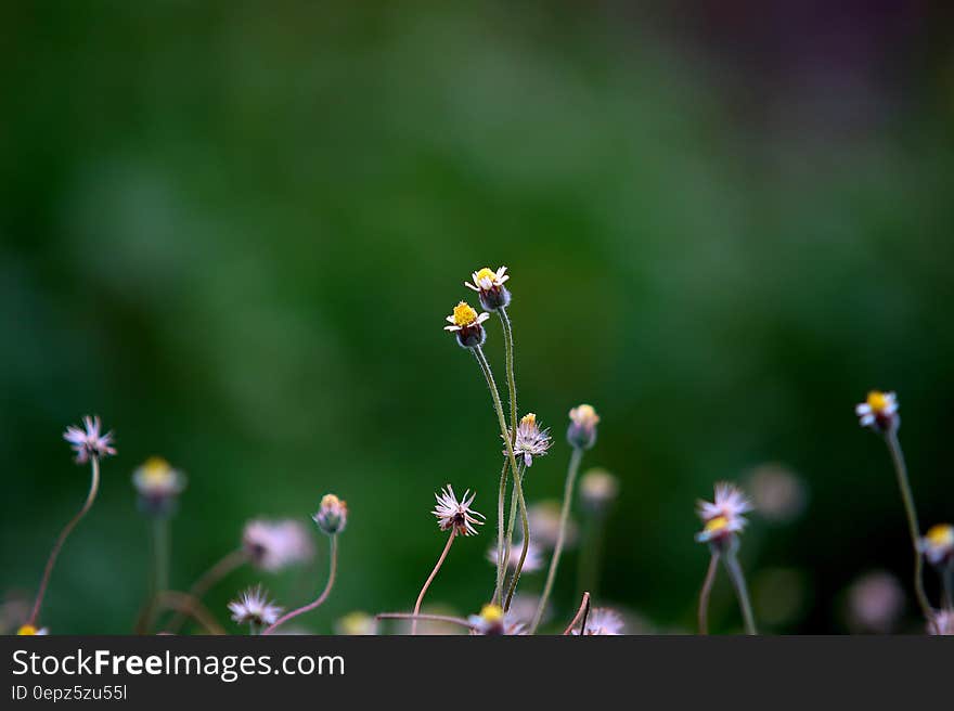 Yellow Petaled Flower Blooming during Daytime