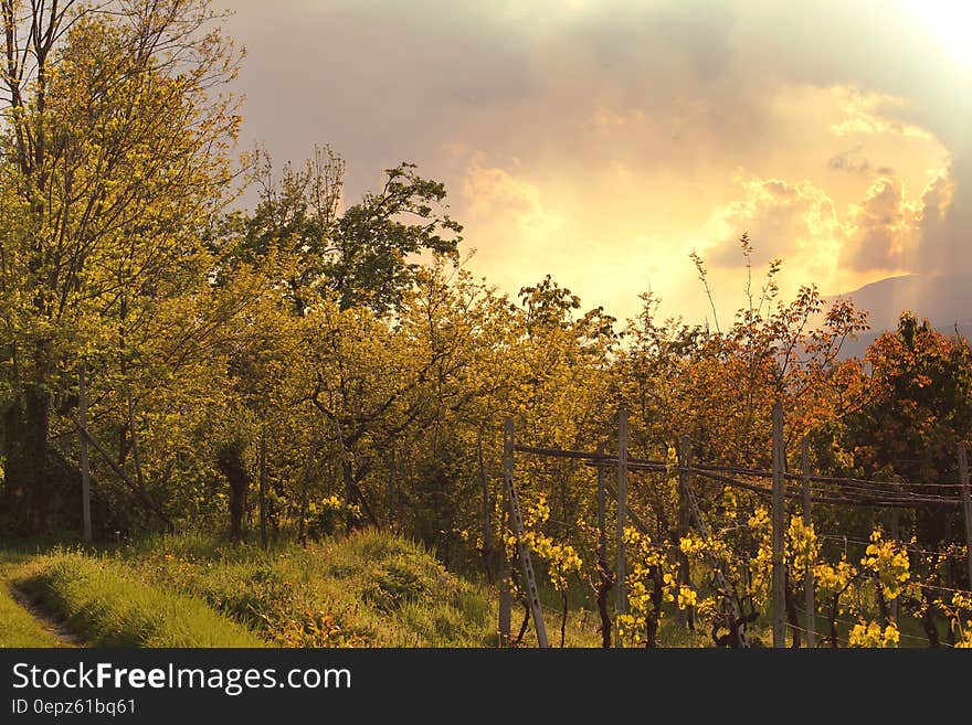 Landscape of grass and trees with a high (deer) fence protecting fruit trees, background of cloud and golden sky. Landscape of grass and trees with a high (deer) fence protecting fruit trees, background of cloud and golden sky.