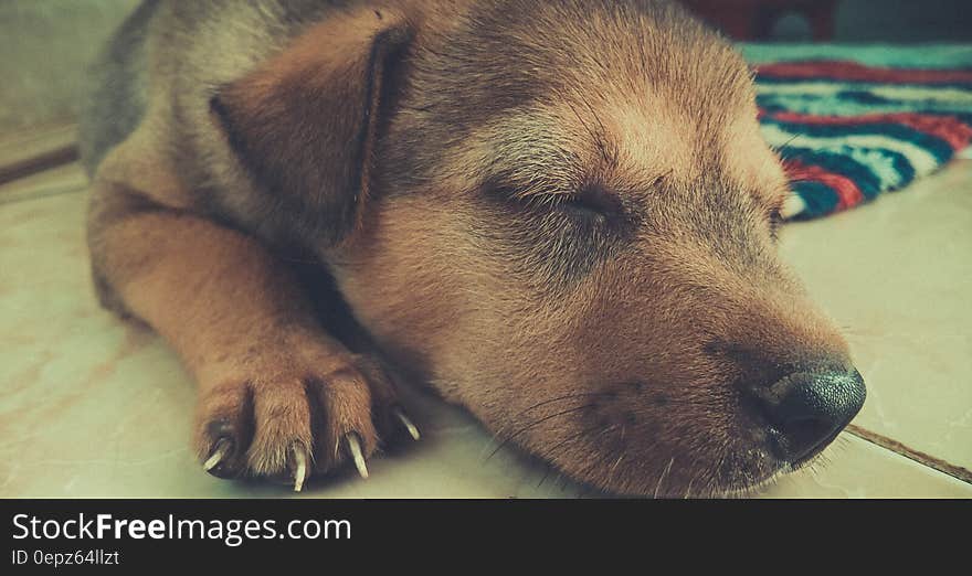 Tan and Black Short Coat Puppy Sleeping on the White Tiles