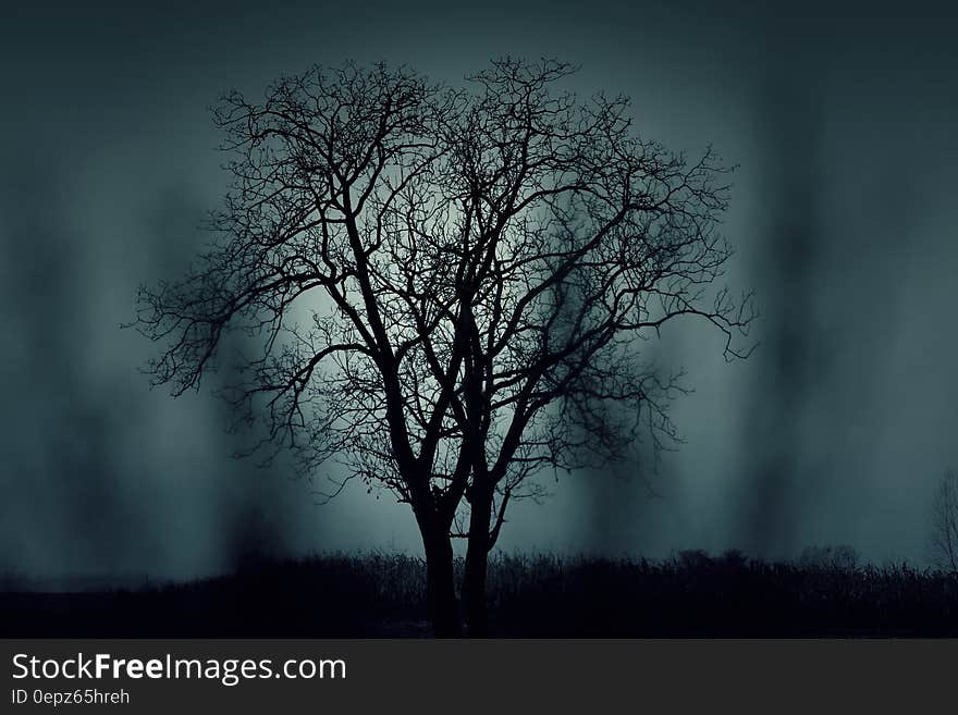 Two trees growing side by side in Autumn or Winter without leaves viewed by moonlight, gray banded background. Two trees growing side by side in Autumn or Winter without leaves viewed by moonlight, gray banded background.