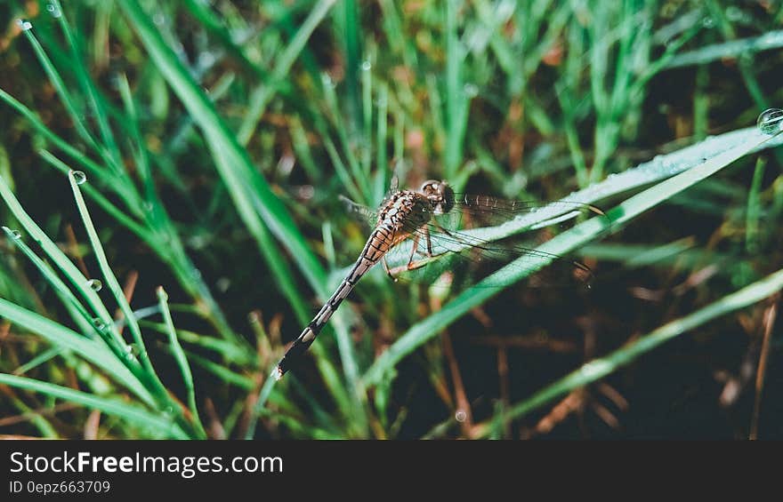 Dragonfly on Grass Leaf