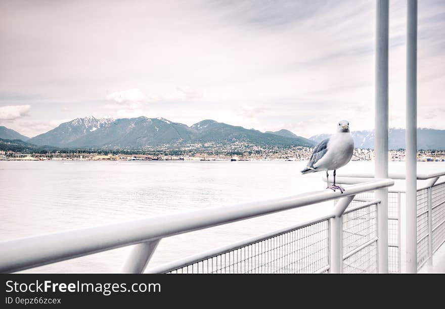 Ship View of White Bird on White Steel Rail during Daytime