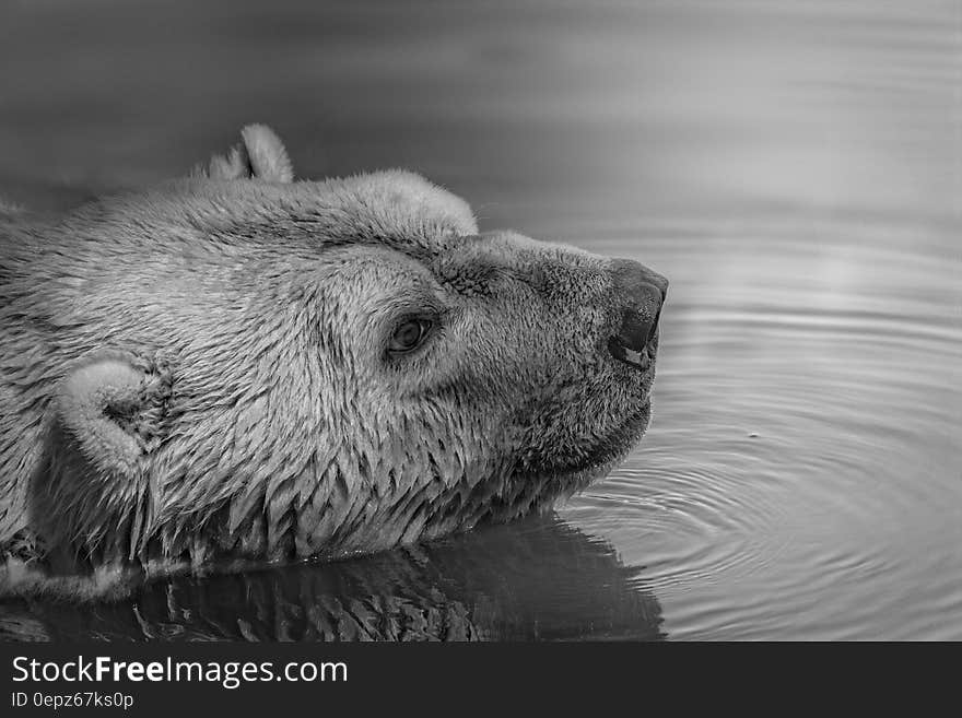 Bear on Water