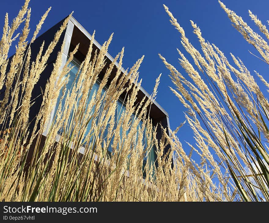 Rice Grain Plant