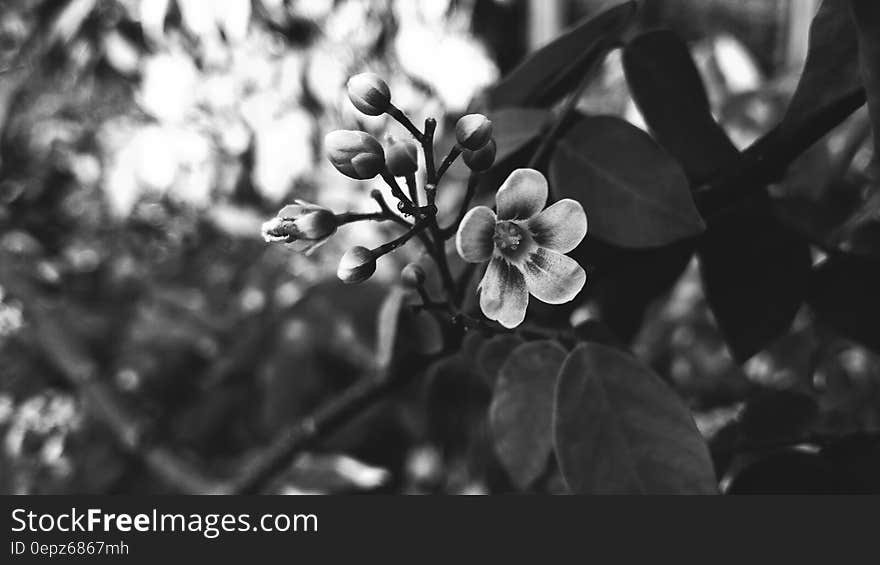 Grayscale Photography of Flower