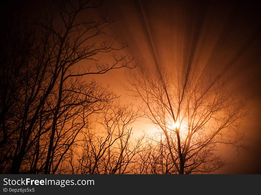 Spindly leafless Winter trees with branches and twigs lit up by an orange and yellow sunrise. Spindly leafless Winter trees with branches and twigs lit up by an orange and yellow sunrise.