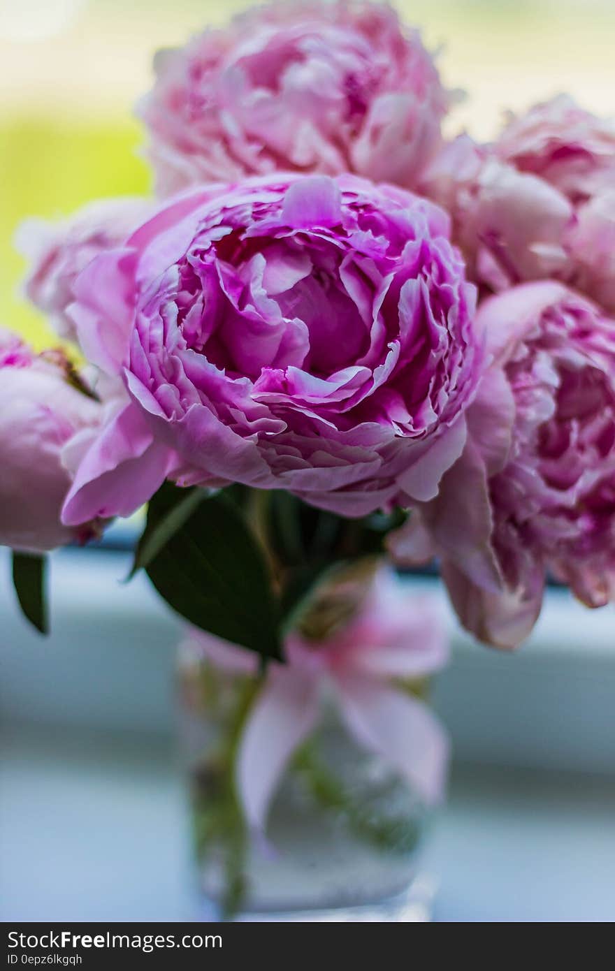 Purple Flower Buds