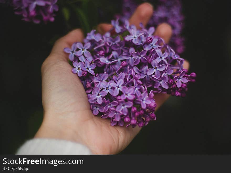 A person holding lilac flowers in hand.