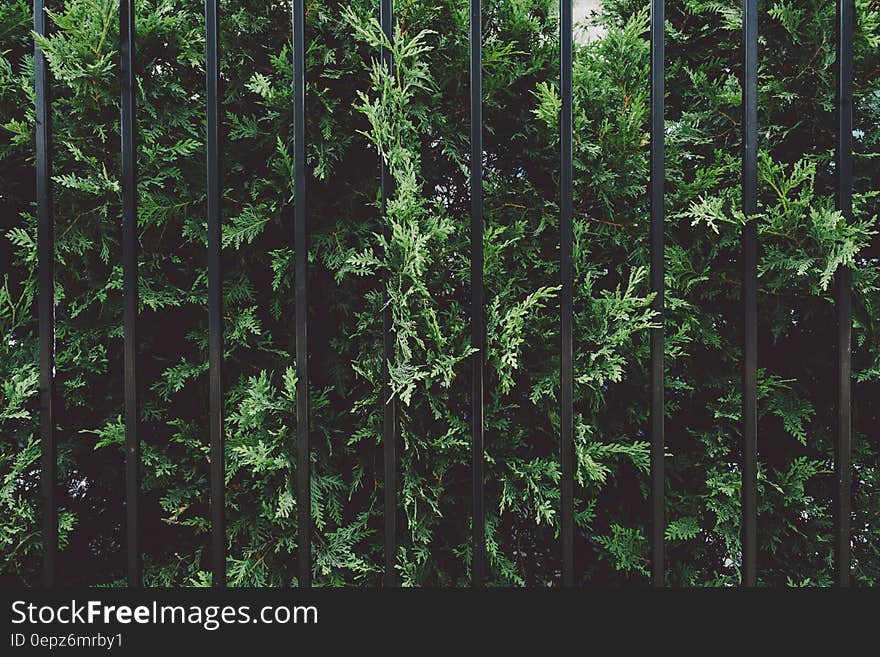 A Thuja tree behind a metal fence. A Thuja tree behind a metal fence.