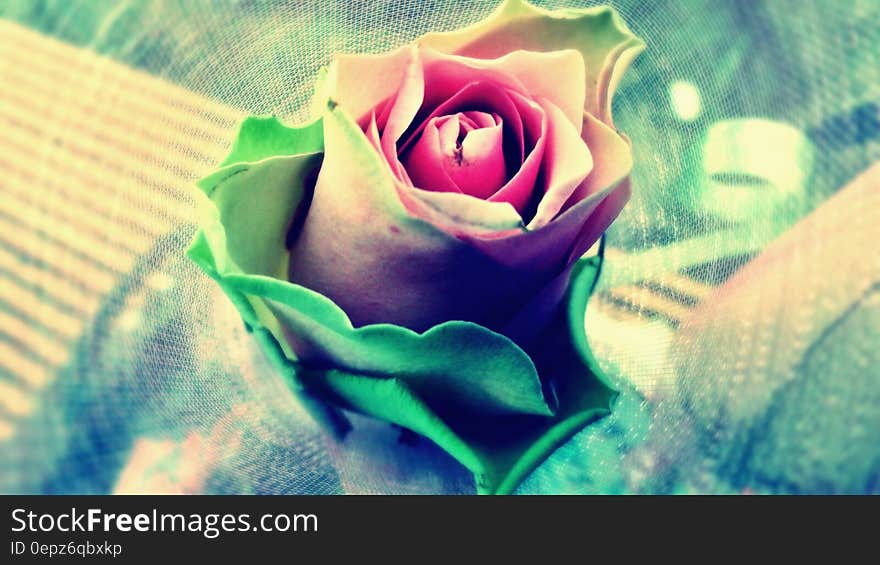 Pink Green and White Rose