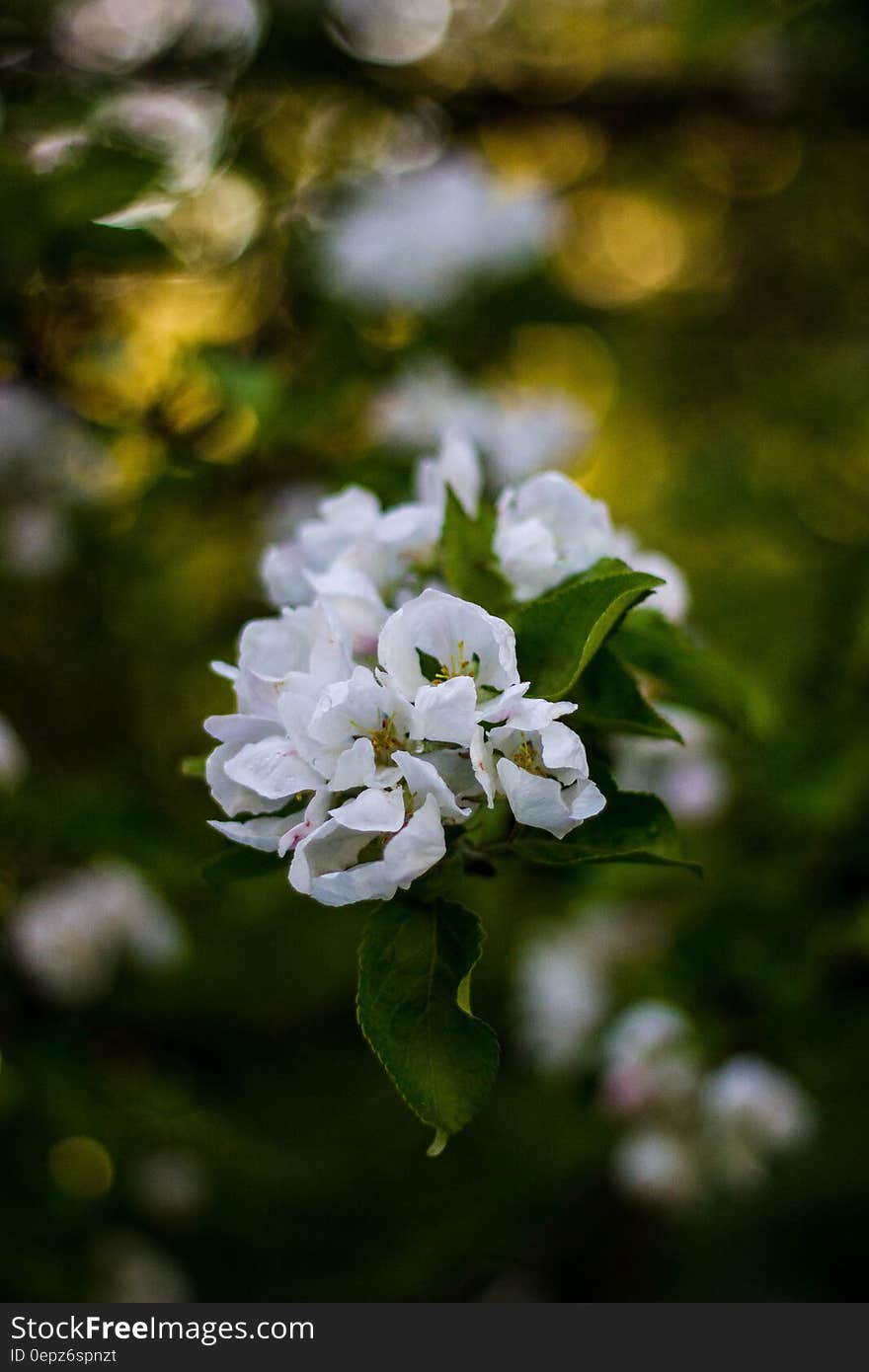 A tree with green leaves and white blossoms. A tree with green leaves and white blossoms.