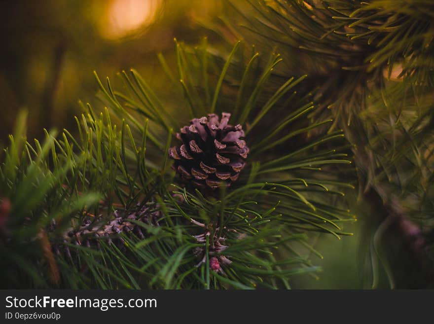 A close up of a pine tree branch with needles and cones. A close up of a pine tree branch with needles and cones.