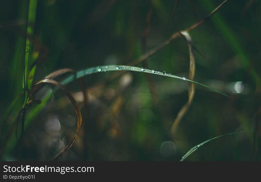 A leaf with dew drops on it. A leaf with dew drops on it.