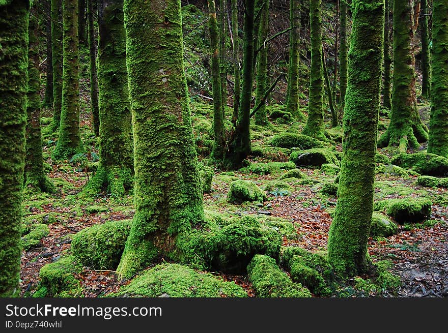 Photo of Trees Covered in Moss