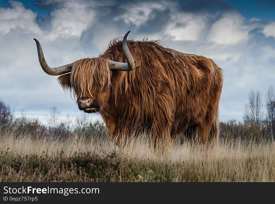 Brown Yak on Green and Brown Grass Field