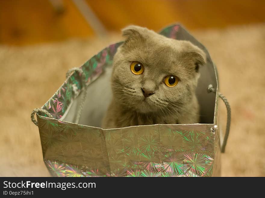 Grey Kitten on Silver Paper Bag