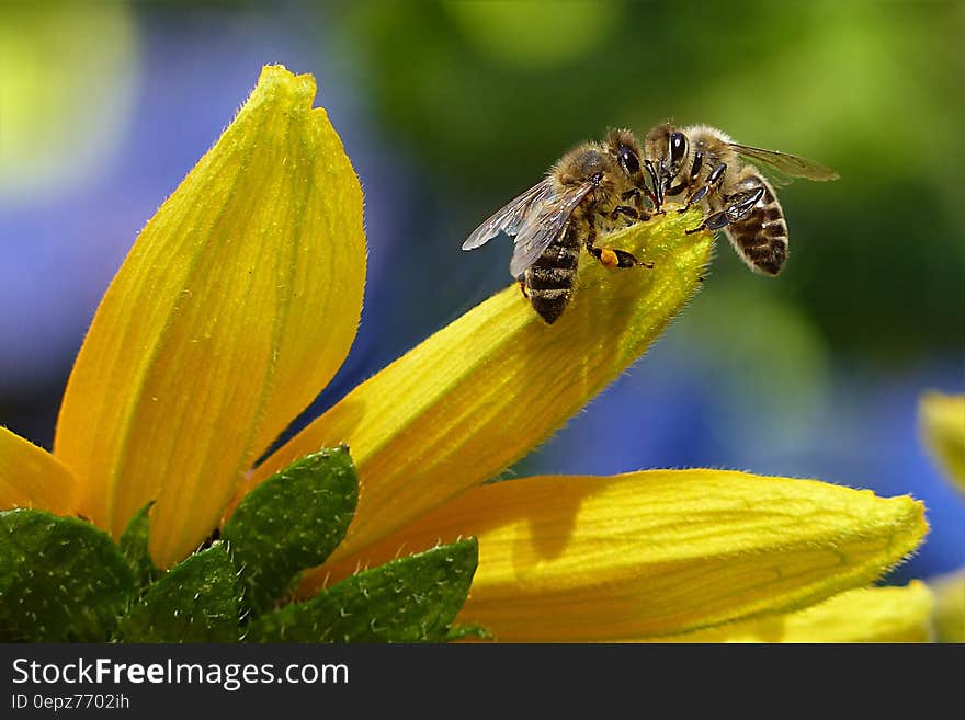 Bee Sipping Nectar on Flower during Daytime