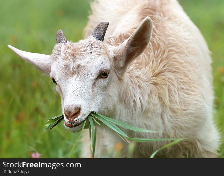 White Goat Eating Grass during Daytime