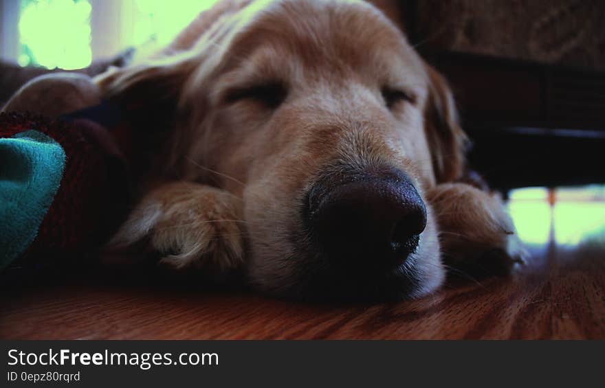 Brown Dog Sleeping on Brown Wooden Surface