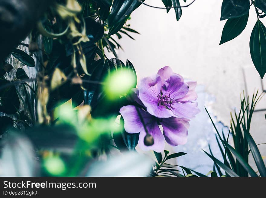 Focus Photography of Purple Flower